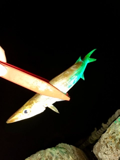 カマスの釣果