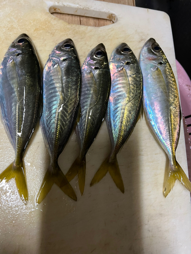 アジの釣果