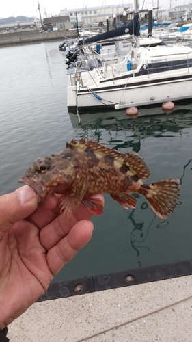 ガシラの釣果