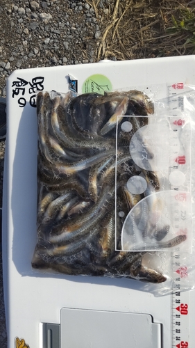 マハゼの釣果