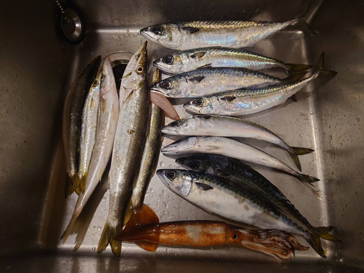 西村篤行さんの釣果 1枚目の画像