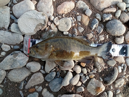 スモールマウスバスの釣果