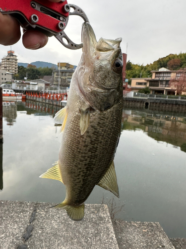 ブラックバスの釣果