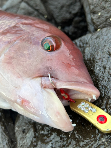 コブダイの釣果