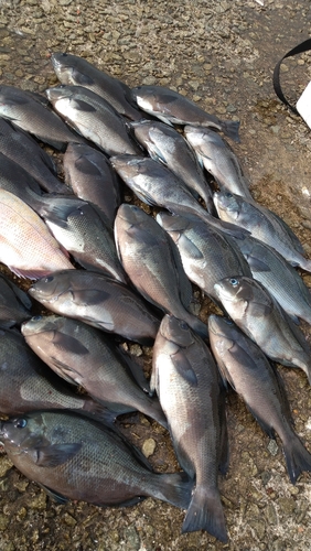 クチブトグレの釣果