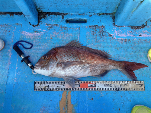 マダイの釣果