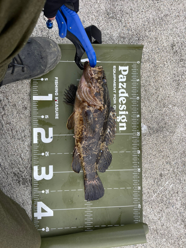 タケノコメバルの釣果