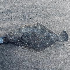 ソゲの釣果