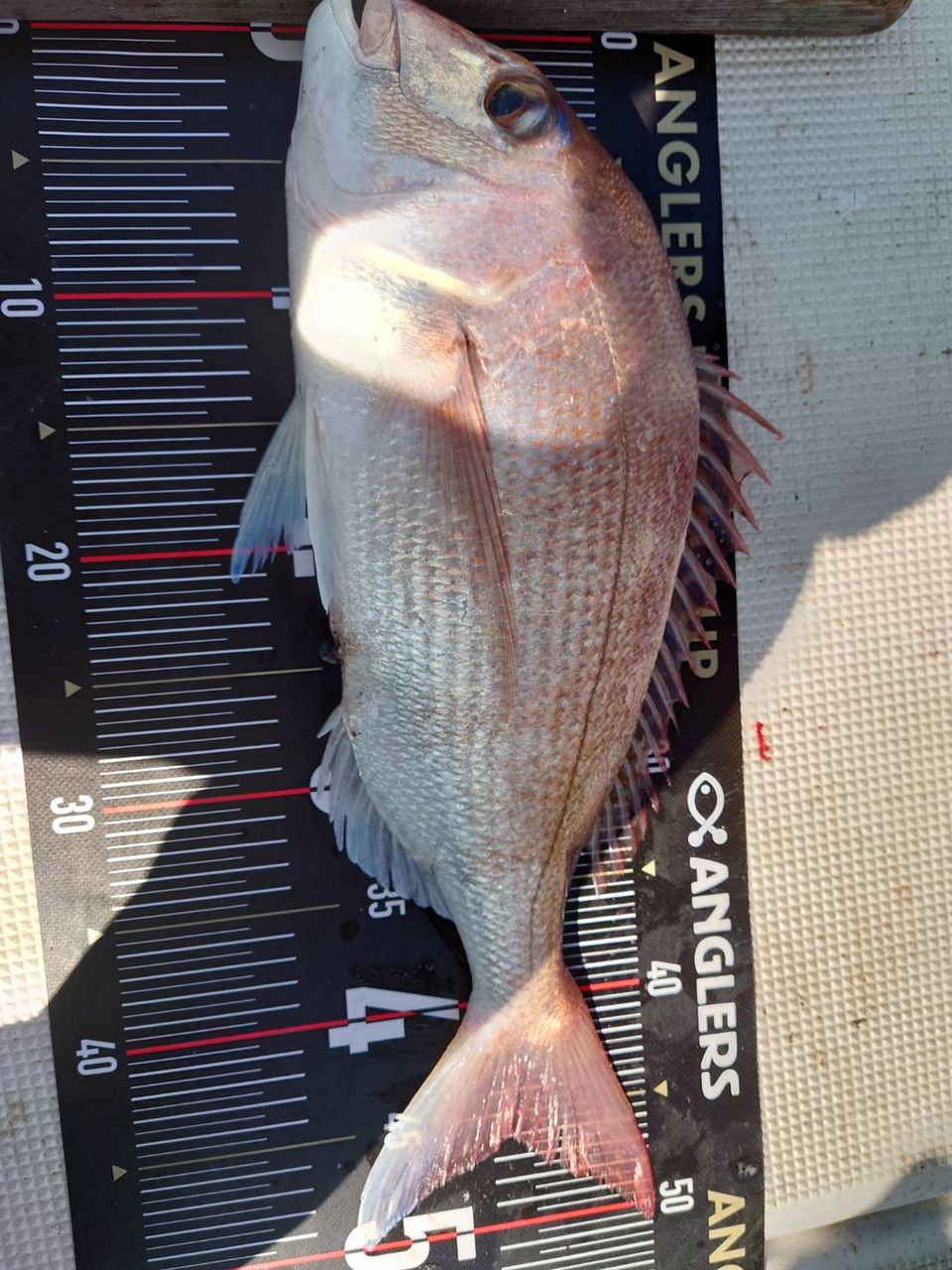 アングラー24829727さんの釣果 2枚目の画像