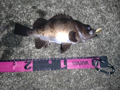 メバルの釣果