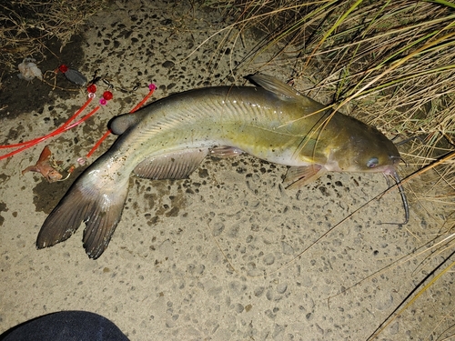 アメリカナマズの釣果