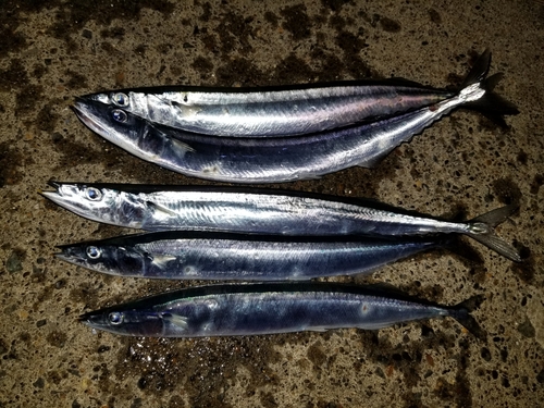 サンマの釣果