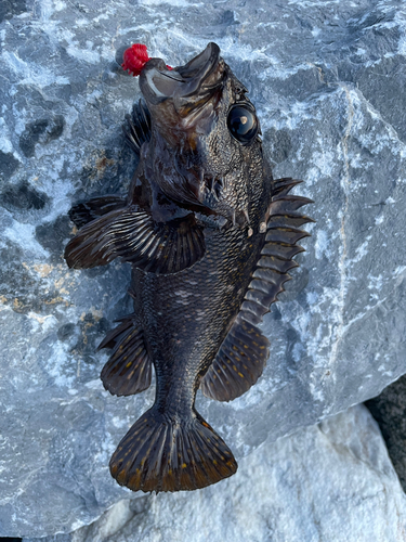 オウゴンムラソイの釣果