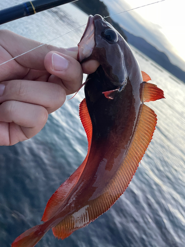 ドンコの釣果