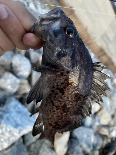 クロソイの釣果