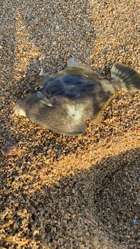 カワハギの釣果