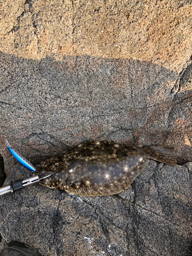 ヒラメの釣果