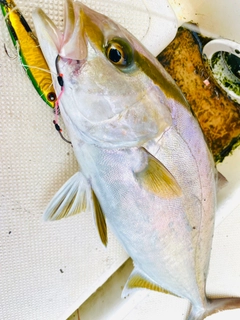 ショゴの釣果