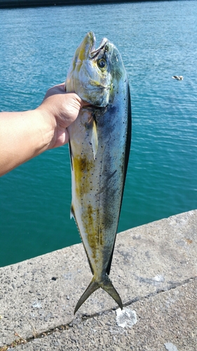 シイラの釣果