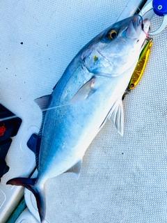 ショゴの釣果