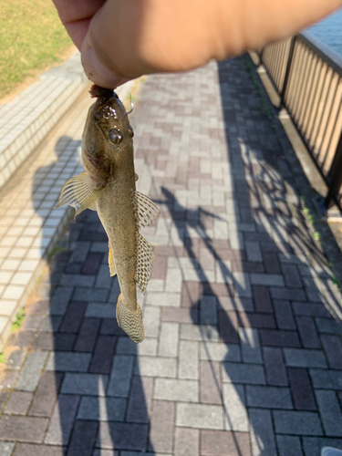 ハゼの釣果