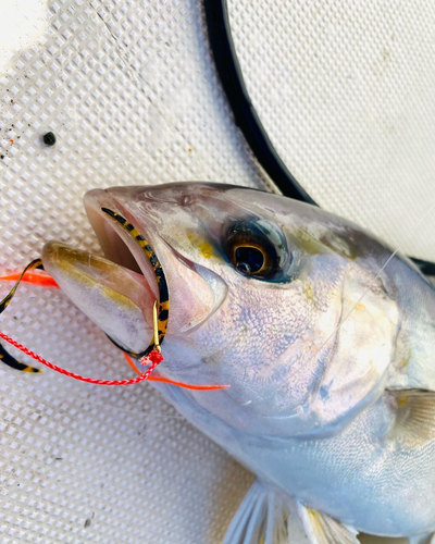 ショゴの釣果