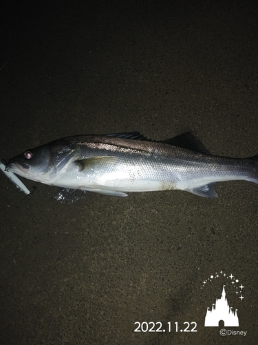 シーバスの釣果