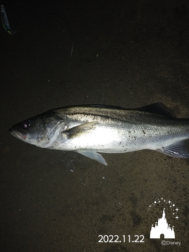 シーバスの釣果