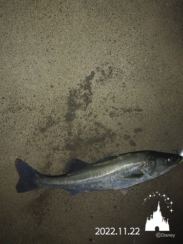 シーバスの釣果