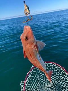 ホウボウの釣果