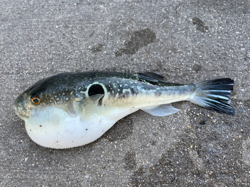 トラフグの釣果