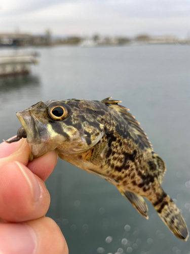 タケノコメバルの釣果