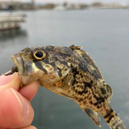 タケノコメバル