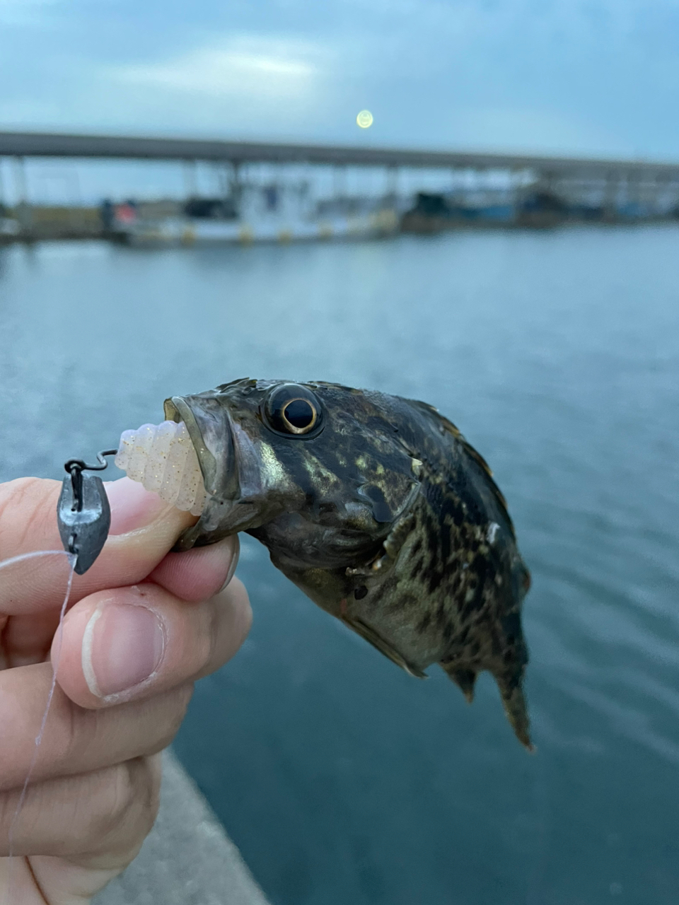 タケノコメバル