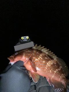 キジハタの釣果