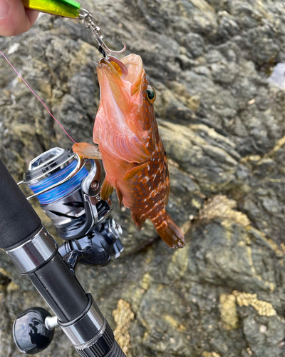 アコウの釣果