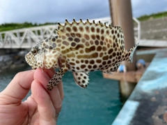 カンモンハタの釣果