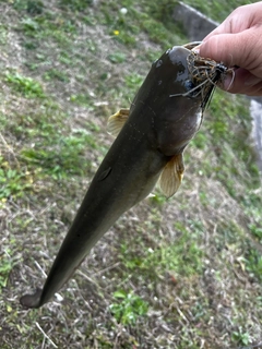 ナマズの釣果