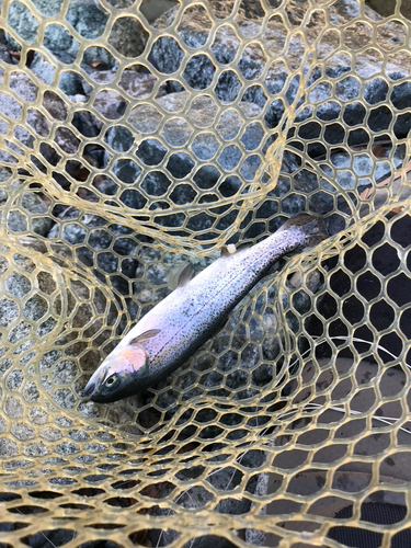 ニジマスの釣果