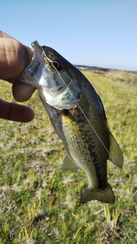 ラージマウスバスの釣果