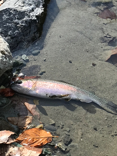 ニジマスの釣果