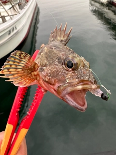 ガシラの釣果