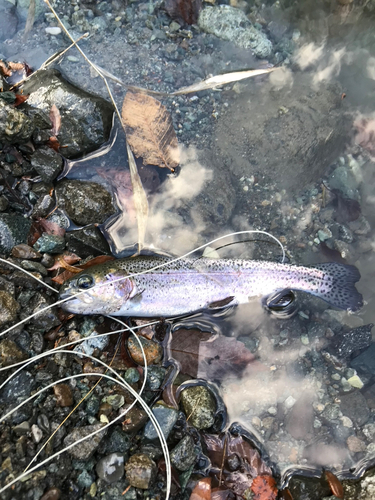 ニジマスの釣果