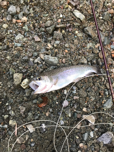 ニジマスの釣果