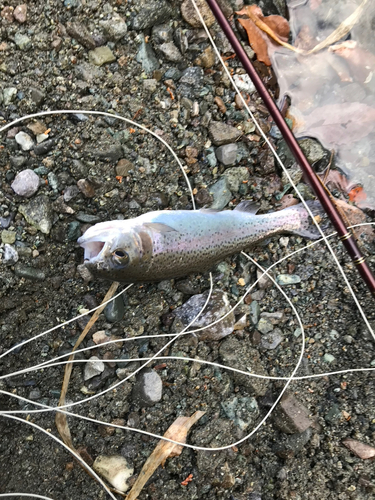 ニジマスの釣果