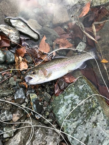 ニジマスの釣果