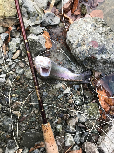 ニジマスの釣果