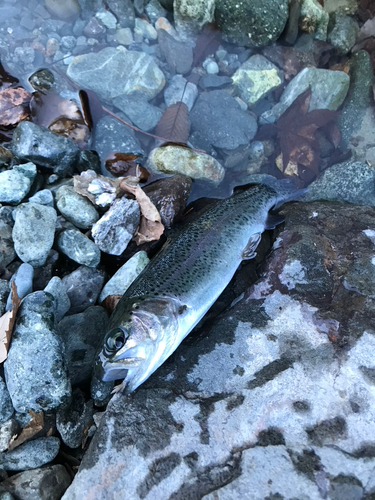 ニジマスの釣果