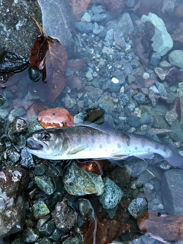 ヤマメの釣果