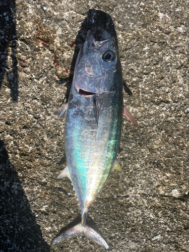 ビンチョウマグロの釣果